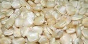 White Maize
