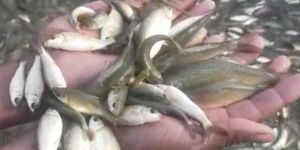 Rohu Fish Seed 5inch