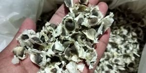Moringa Seeds Bhagya KDM 01 Seeds in Karnataka