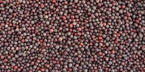 Black Mustard Seeds