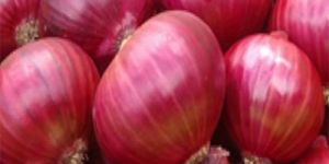 Fresh Red Onion