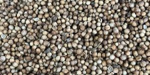 Coriander Seeds