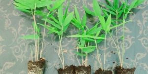 Tissue Culture Bamboo Netpot Plants