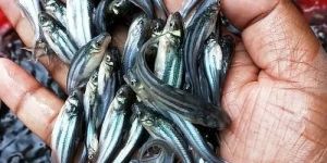 Pangasius Fish Seeds
