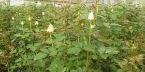 Avalanche Rose Flowers