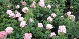 Hybrid Tea Rose Plants