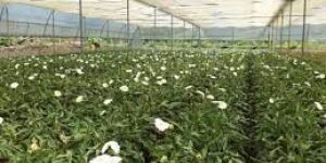 Poly House Consultant Service