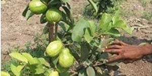 Guava Plants