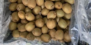 Kiwi Fruit