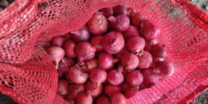 Fresh Red Onion