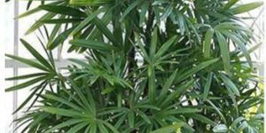 Rhapis Palm Tree