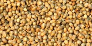 Millet Seeds