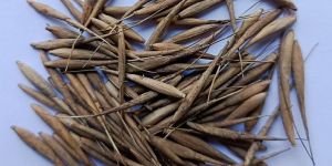 Bamboo Seeds