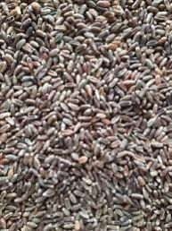 Black Wheat Seeds