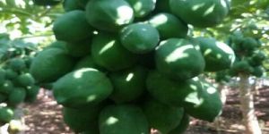 Papaya Plant