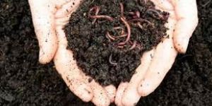 Vermicompost Fertilizer