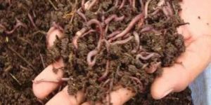 Vermicompost Seeds