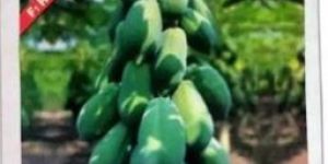VNR Ameena Papaya Seeds