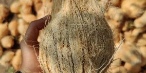 Semi Husked Coconuts