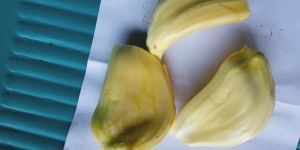 Frish Green Jackfurit