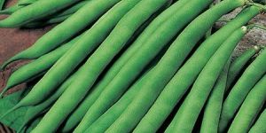 Fresh French Beans