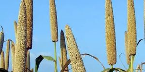 Bajra Seeds