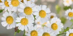 Chamomile Flower