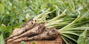 Chicory Root