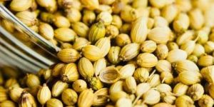 Coriander Seeds