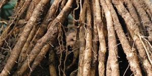 Dried Shatavari Root