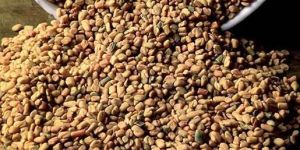 Fenugreek Seeds