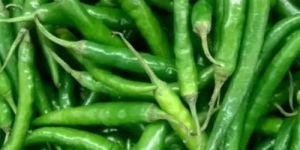 Fresh Green Chilli
