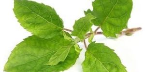 Tulsi Leaves