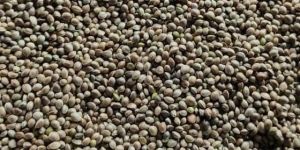 Hemp Seed