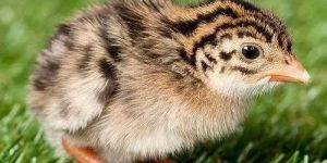 Guinea Fowl Chicks