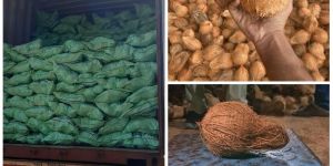 Semi Husked Coconuts