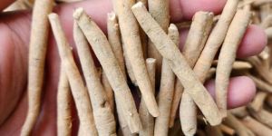 Ashwagandha Roots
