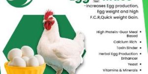 Layer Chicken Feed