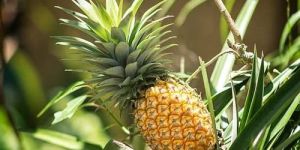 Fresh Pineapple
