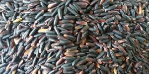Organic Black Rice
