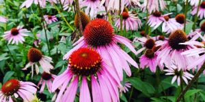 Echinacea Purpurea Extract