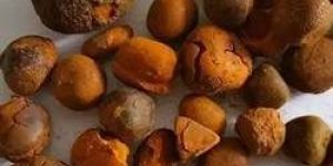 Ox Gallstone