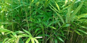 Green Bamboo Plant