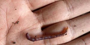 Earthworms