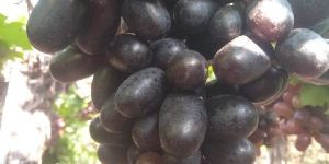 Black Grapes