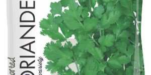 Hybrid Coriander Seeds