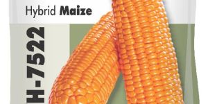 Single Cross Hybrid Maize Seeds