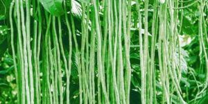 Hybrid Long Beans Seeds