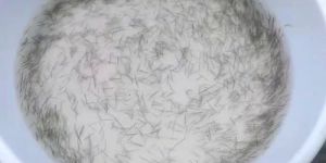 Black Tiger Prawn Seeds