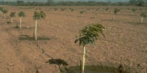 Online Drip Irrigation System